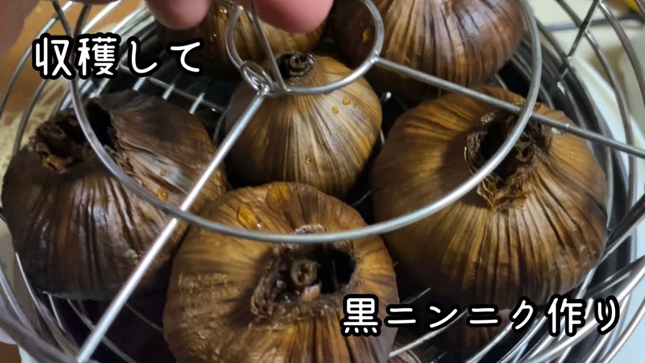 ニンニクを沢山収穫して黒ニンニク作り