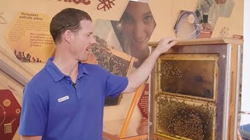 Behind The Science Of Our Visible Bee Hive | Scitech WA