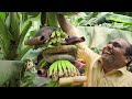 Cf 56 bk banana contract farming 5x9 kela kheti 7030 farming 9424938222   balram 4357