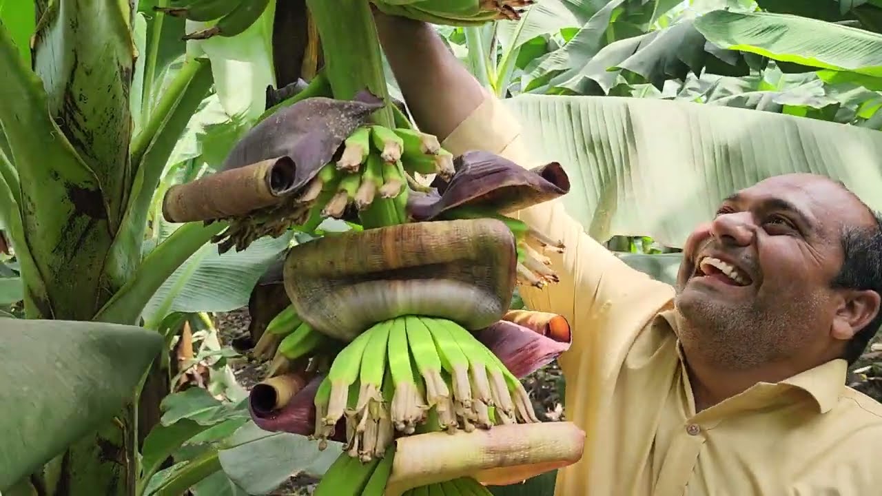 CF 56- BK Banana Contract Farming 5x9 Kela Kheti 70/30 Farming 9424938222 किसान पाठशाला BALRAM 4357