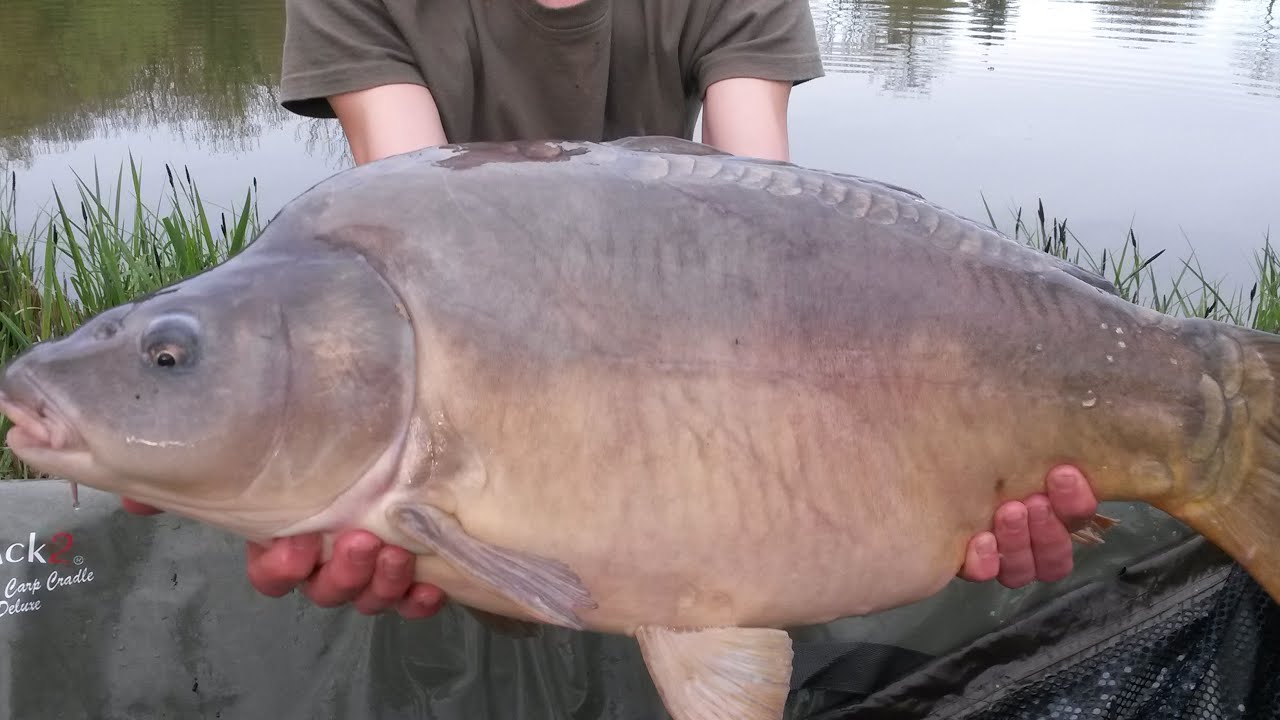 Pêche de la carpe au printemps 2016 delkim run
