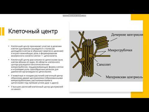 8-10 класс Сходства и различия в строении клеток живых организмов