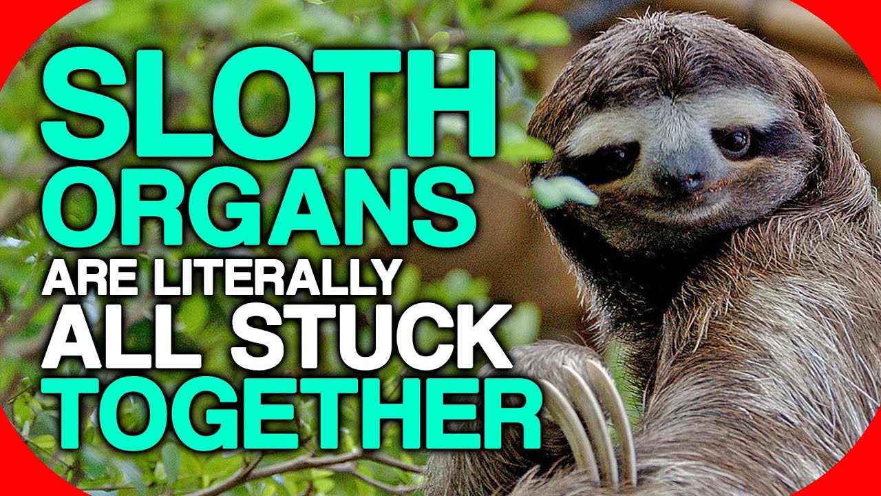 Sloth Organs Are Literally All Stuck Together YouTube sloth-organs-are-literally-all-stuck-together-youtube
