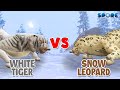 White Tiger vs Snow Leopard | Beast Face-off [S4E13] | SPORE