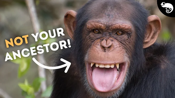 We Did NOT Come From Chimpanzees!