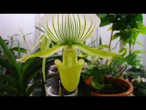 Правильное выращивание орхидеи Венерин башмачок в домашних условиях.