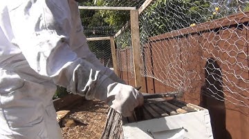 Checking the Langstroth Hives after winter - 22 September 2014