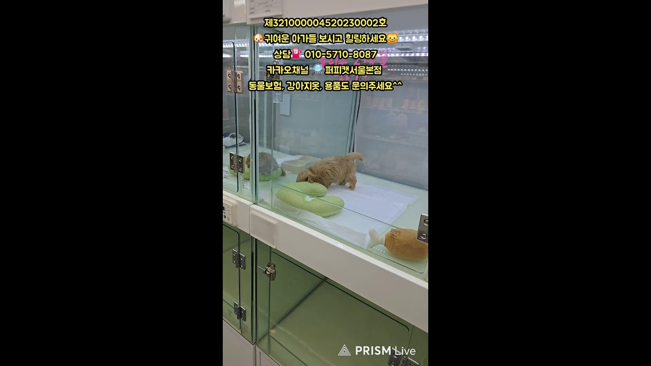 🐶퍼피캣서울본점😺 