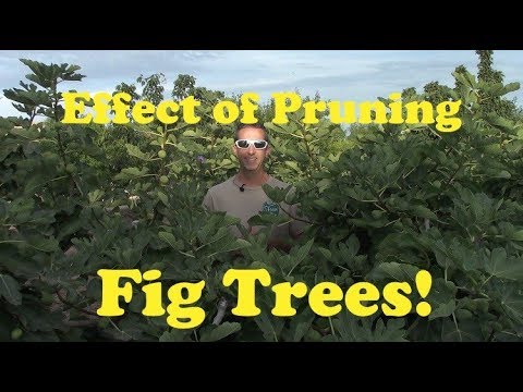 וִידֵאוֹ: Cutting Back Fidle Leaf תאנים – איך לגזום עצי תאנה של עלי כינור
