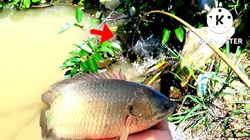 Câu nhấp cá rô đồng thật bắc nghờ @chuachactv