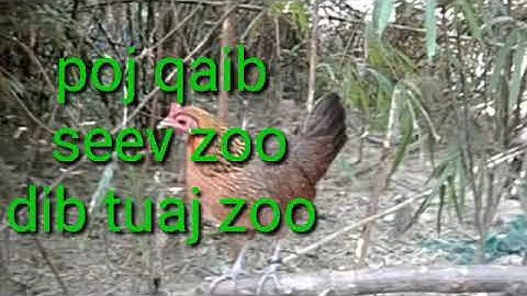 Suab dib qaib qus, (Lub neej toj sab)