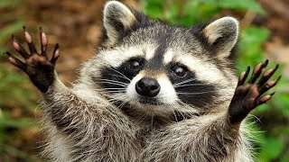 Surprising facts about raccoon | Amazing information of Raccoon #raccoon by World of Animals 108 views 8 months ago 3 minutes, 23 seconds