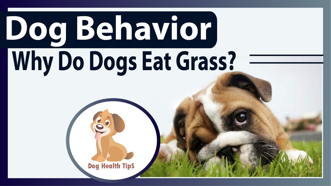 View of Dog Behavior- Why Do Dogs Eat Grass?(dog health food) - YouTube