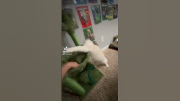 It’s the catnip! Ragdoll cats are so playful.