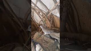 Way bixi waydaa mala saaxiibaa🤣