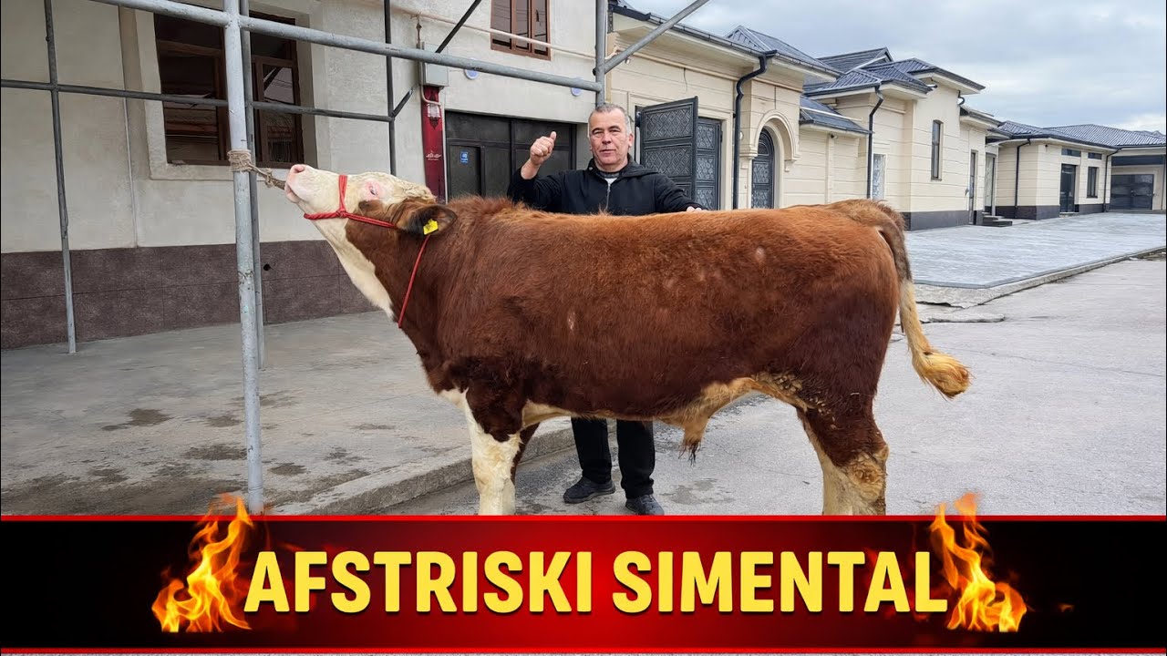 🔥ASFSTRISKIY SIMENTAL BUQA🔥ABDUVOHID AKADAN SOTUVDA  97 742 11 30 TOSHKENT