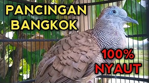 SUARA PERKUTUT BANGKOK GACOR I INI PALING AMPUH UNTUK PANCINGAN PERKUTUT BANGKOK DIRUMAH PASTI NYAUT