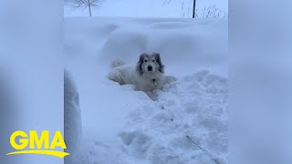 Great Pyrenees does not want to come inside during snowstorm