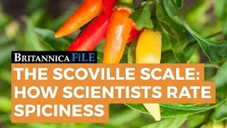 BRITANNICA FILE: The Scoville Scale—How science rates spicy | Encyclopaedia Britannica