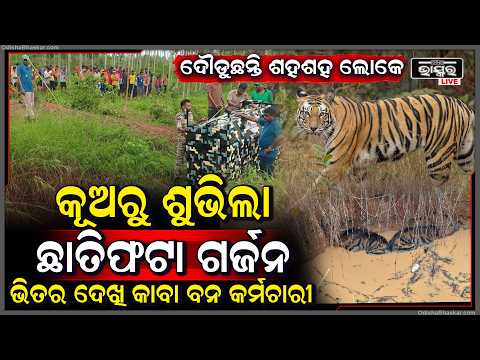 ଚାଷ ଜମିରେଥିବା ପରିତ୍ୱପ୍ତ କୂଅ ଭିତରକୁ ଖସିପଡିଥିଲେ ଦୁଇ 2 ବାଘ । ଉଦ୍ଧାର କଲା ବନବିଭାଗ  I