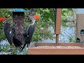 Spectacular Pileated Pair Visit the Bark Butter &amp; Suet | May 20, 2023 | #CornellFeeders