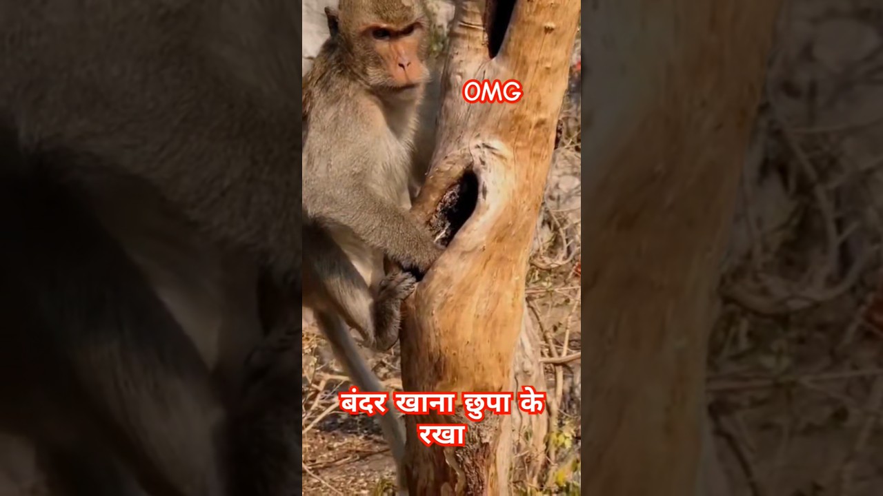 Monkey Hilariously Fails to Find Hidden Food | Funny Shorts 