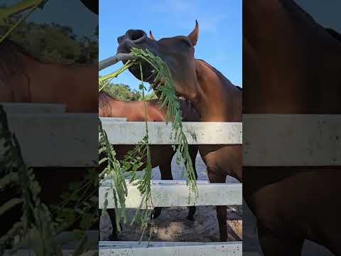   شباب البومب13      يوميات ترند حصان 