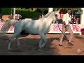 N59 mahad al baydaa  spanish nationals 2023  stallions 710 years old class 10