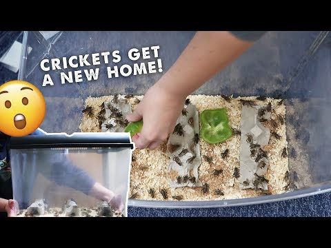Video: Cum să ai grijă de o hrănire cu gecko