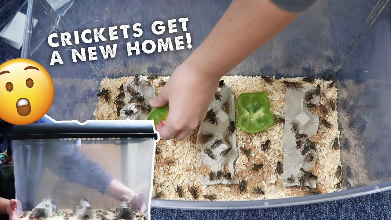 Feeder Insects - How To Care For Them? House Them? & Healthiest Insect