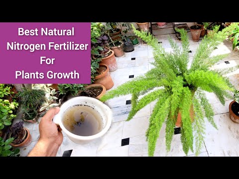 Best natural nitrogen fertilizer for plants