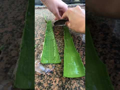 Aloe vera ASMR 🤤 #shorts #asmrsound