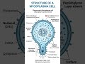 mycoplasma #biology #shortvideos #study #science #trending #ytshorts
