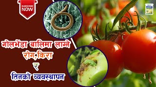 गोलभेडा बालिमा लाग्ने रोग, किरा  र तिनको व्यवस्थापन || Tomato Diseases and Treatment