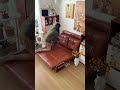 1 秒でベッドに変身 魔法のソファベッドがすごい #ソファベッド