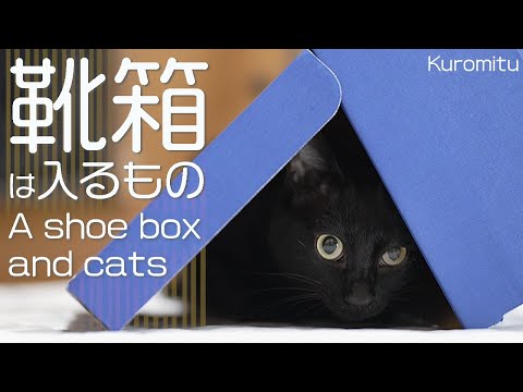 靴箱は猫が入るもの