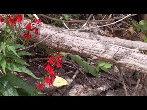 Pipe vine swallowtail and sulfur butterfly on cardinal flowers.