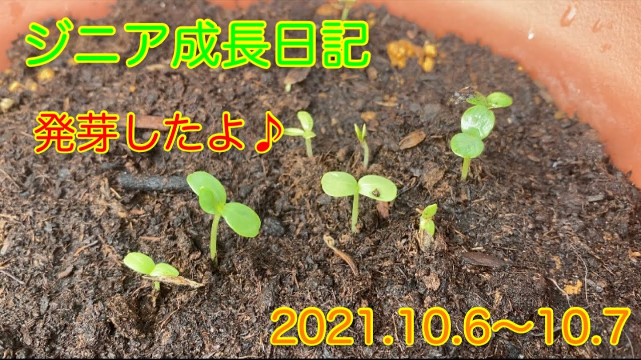 ジニア発芽したよ！ - YouTube