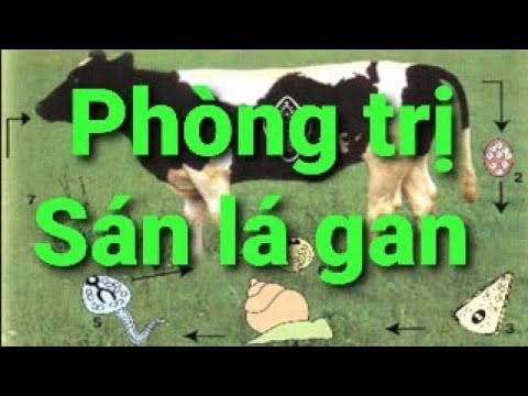 Video: Câu hỏi đặt ra: 