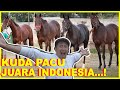 KUDA PACU JUARA INDONESIA DERBY...!!!