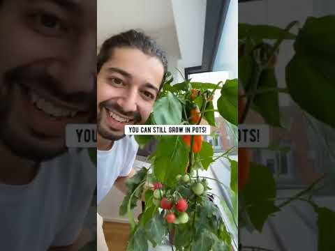 Video: Cherry Tomatoes Grown Indoors: Paano Palaguin ang Indoor Cherry Tomatoes