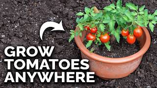 Grow Amazing Tomatoes In Containers 🍅 (COMPLETE GUIDE)