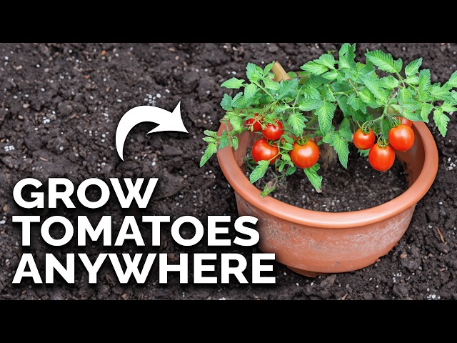 Grow Amazing Tomatoes In Containers 🍅 (COMPLETE GUIDE) class=