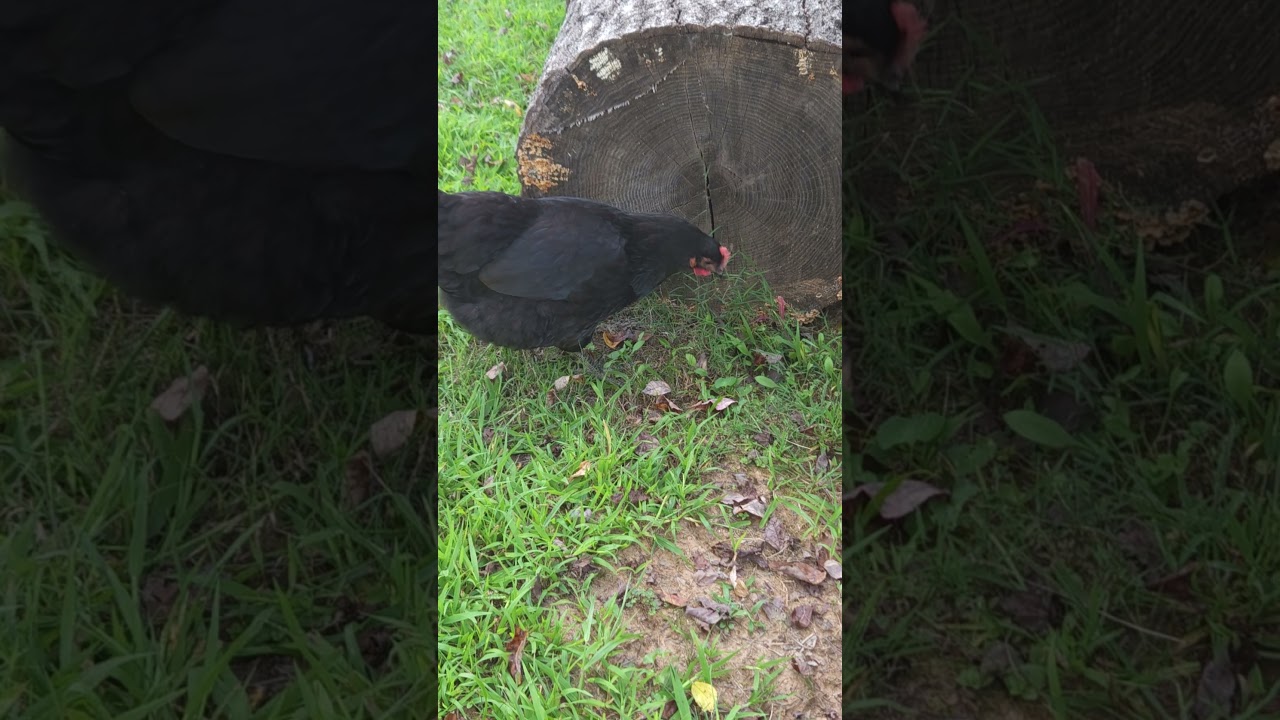 Free-Range Black Australorp 