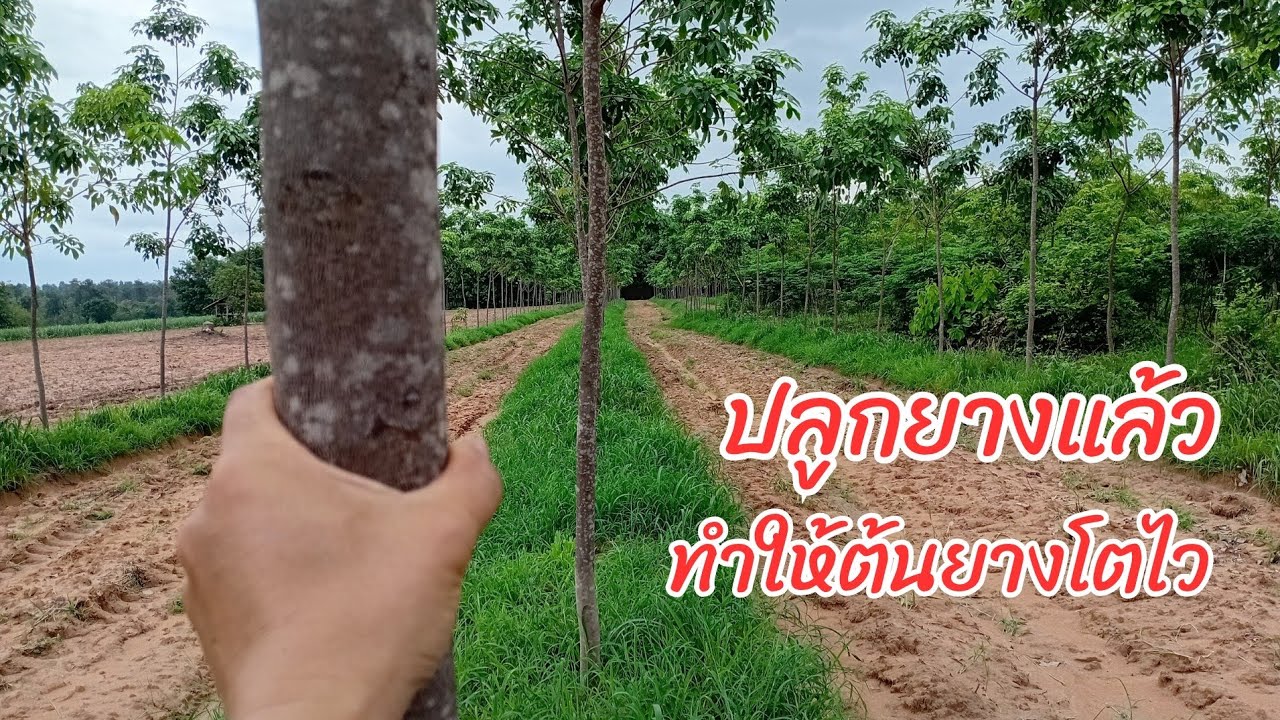 ปลูกยางแล้ว ทำให้ยางโตไว#ปลูกยาง #ยางพาราพารวย #ชาวสวนยาง #ยางพารา