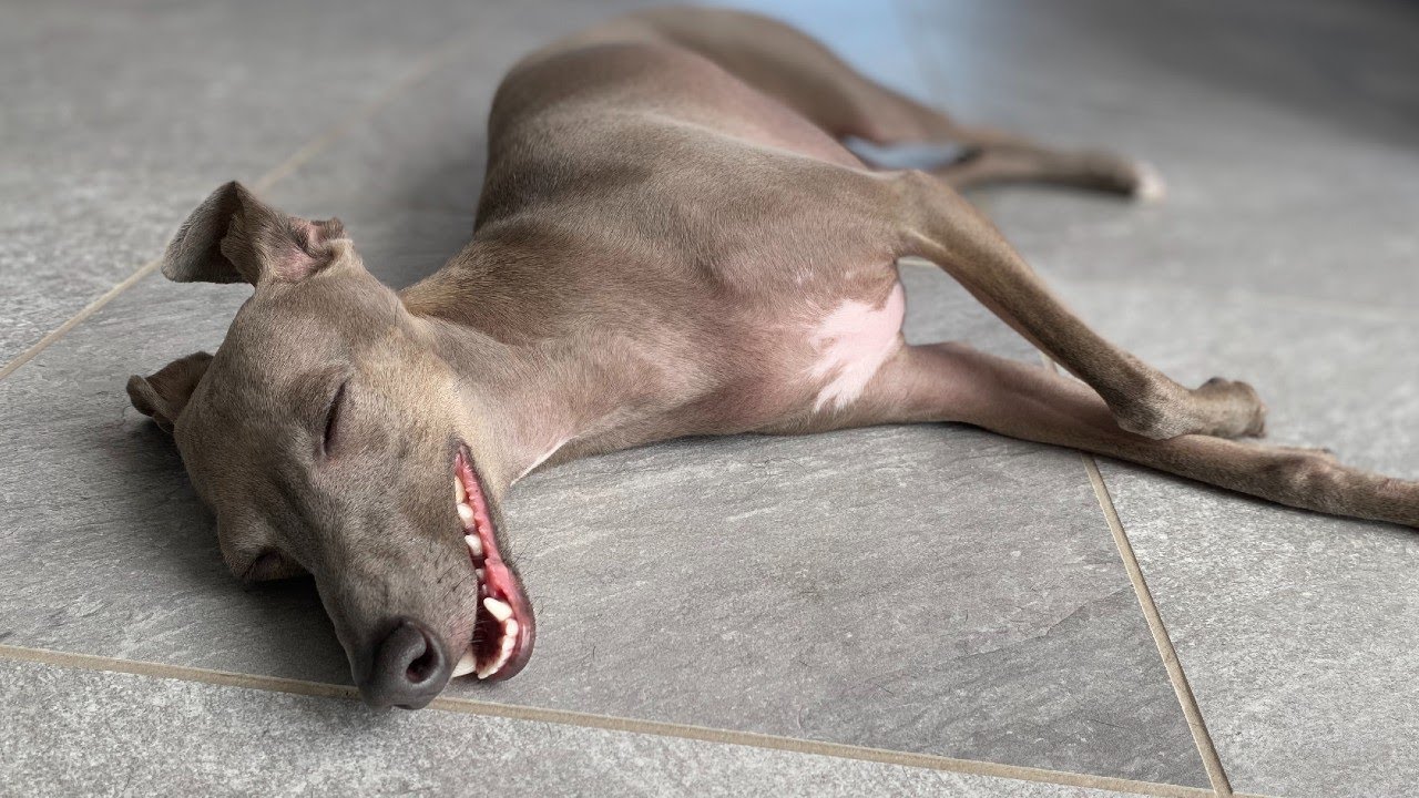 やっぱり世界一だらしない犬 イタリアングレーハウンド Youtube
