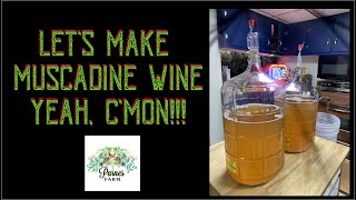 Let's make muscadine wine called the ...