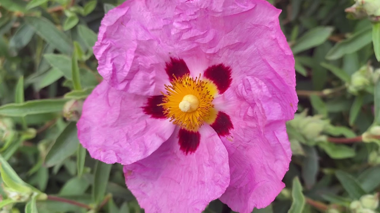 Cistus (Rock Rose) in bloom YouTube