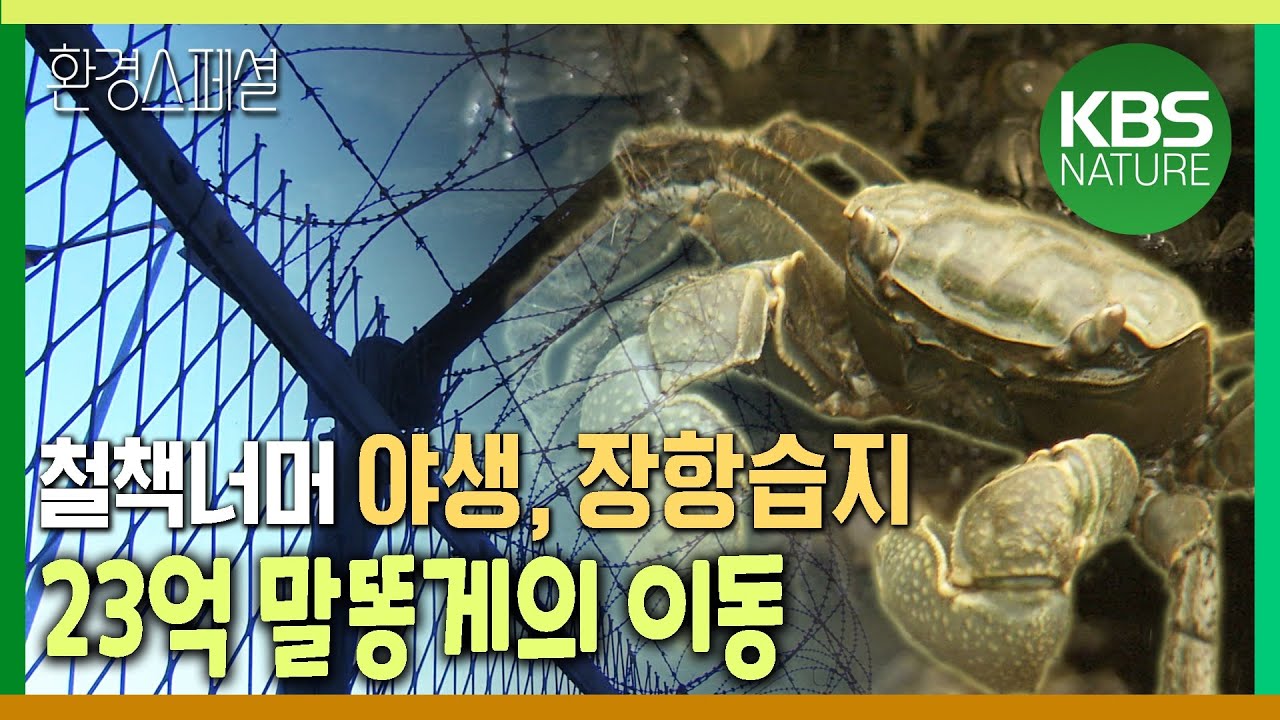 철책너머 야생의 땅, 장항습지 23억 말똥게의 이동 [환경스페셜-철책의 땅, 장항습지] / KBS 20070711 방송
