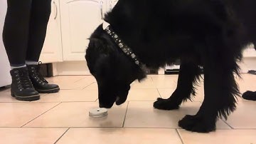 Scentwork Training a passive indication - Lid method Part 2